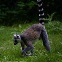 Buy canvas prints of Lemurs  by James Allen