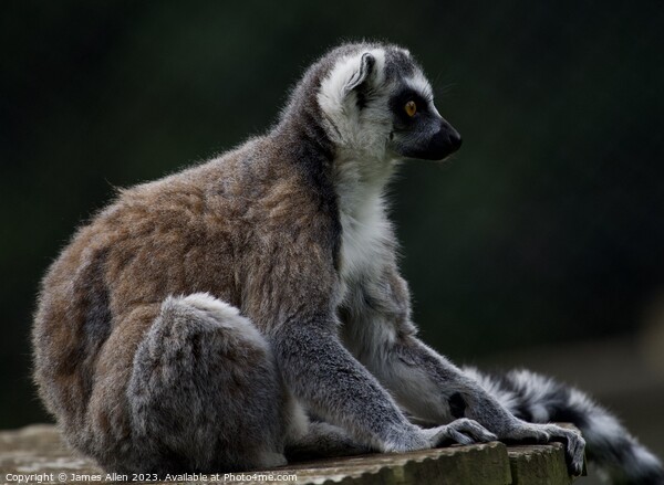 Lemurs  Picture Board by James Allen