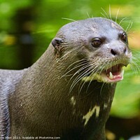 Buy canvas prints of Otters  by James Allen