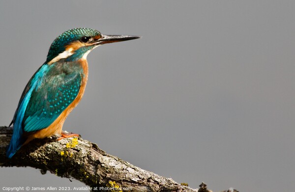 KINGFISHER Picture Board by James Allen