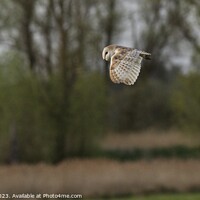 Buy canvas prints of Barn Owls  by James Allen