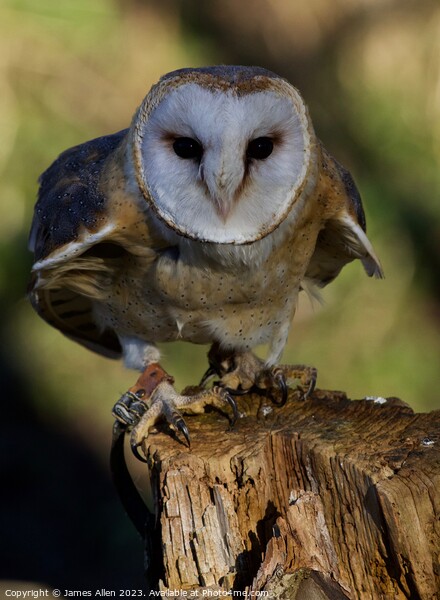 Barn Owls  Picture Board by James Allen