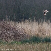 Buy canvas prints of Short Eared Owls  by James Allen