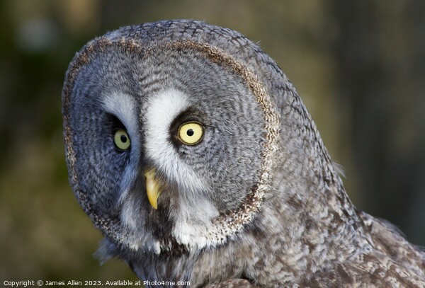 Great Grey Owls  Picture Board by James Allen