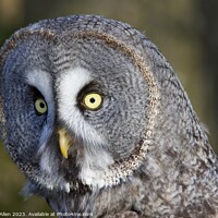 Buy canvas prints of Great Grey Owls  by James Allen