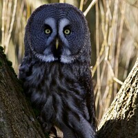 Buy canvas prints of Great Grey Owls by James Allen