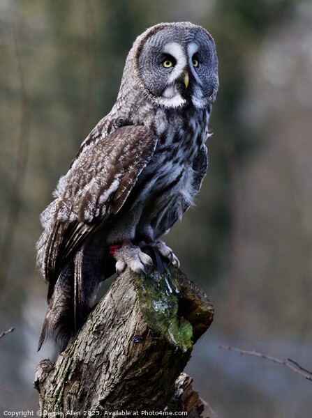 Great Grey Owls  Picture Board by James Allen