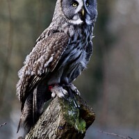 Buy canvas prints of Great Grey Owls  by James Allen