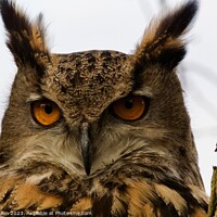 Buy canvas prints of Owls  by James Allen
