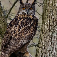 Buy canvas prints of Owls  by James Allen