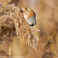 Buy canvas prints of Bearded Tit by James Allen