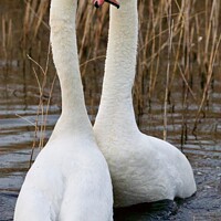 Buy canvas prints of Swans  by James Allen