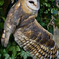 Buy canvas prints of Barn Owl  by James Allen
