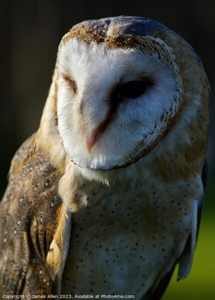 Barn Owl  Picture Board by James Allen
