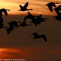 Buy canvas prints of Geese  by James Allen