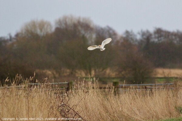 Barn Owl Hunting  Picture Board by James Allen