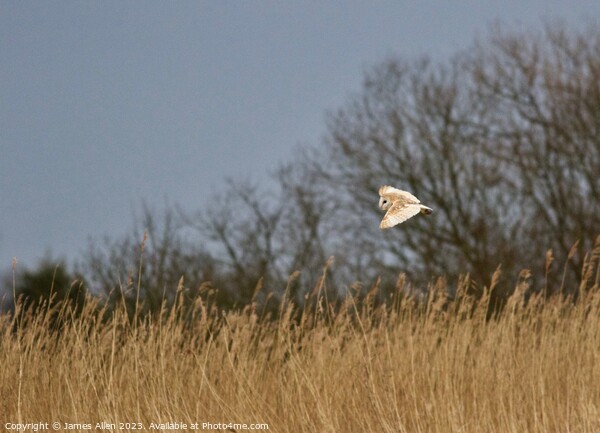Barn Owl Hunting  Picture Board by James Allen