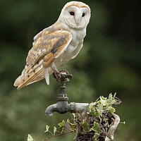 Buy canvas prints of Barn Owl- White Lady Barn Owl  by James Allen