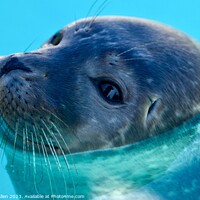 Buy canvas prints of SEAL  by James Allen