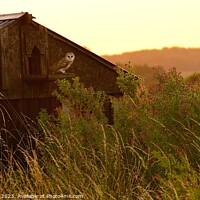 Buy canvas prints of THE MARSH BARN OWL by James Allen