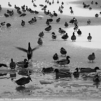 Buy canvas prints of Ducks on The Ice  by James Allen