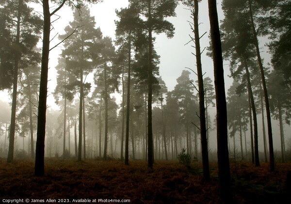 Thetford Forrest On A Misty Morning  Picture Board by James Allen