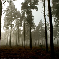 Buy canvas prints of Thetford Forrest On A Misty Morning  by James Allen