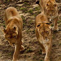 Buy canvas prints of Lions in Sync  by James Allen