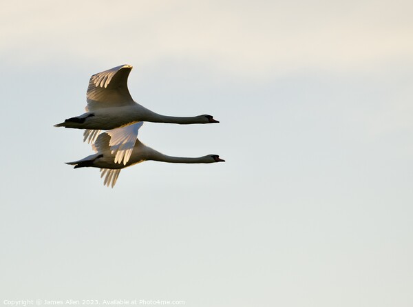 Geese Flying In Sync  Picture Board by James Allen