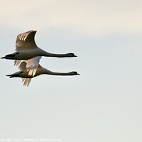 Buy canvas prints of Geese Flying In Sync  by James Allen