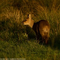 Buy canvas prints of A deer standing in tall grass by James Allen