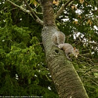 Buy canvas prints of Grey Squirrel Eating Nuts In A Tree  by James Allen