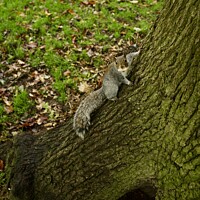Buy canvas prints of Grey Squirrel In a Tree  by James Allen