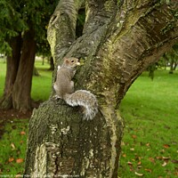 Buy canvas prints of Grey Squirrel   by James Allen
