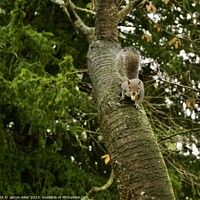 Buy canvas prints of Grey Squirrel Climbing A Tree  by James Allen
