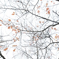 Buy canvas prints of Autumn Leaves by James Allen