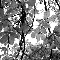 Buy canvas prints of Autumn Leaves Black & White Artistic Abstract  by James Allen