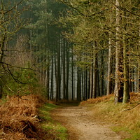 Buy canvas prints of Thetford Forest  by James Allen