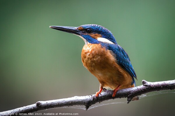 Kingfisher  Picture Board by James Allen