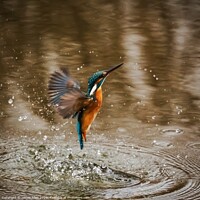 Buy canvas prints of Kingfisher  by James Allen