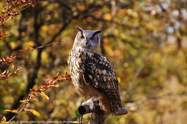 Short Eared Owl  Picture Board by James Allen