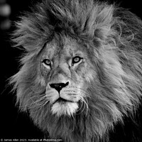Buy canvas prints of A lion looking at the camera taken Colchester Zoo in Essex England  by James Allen