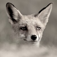 Buy canvas prints of A fox looking at the camera by James Allen