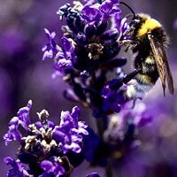 Buy canvas prints of Bee closeup by James Allen