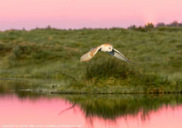 The Sunset Barn Owl  Picture Board by James Allen
