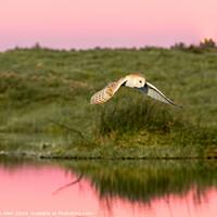Buy canvas prints of The Sunset Barn Owl  by James Allen