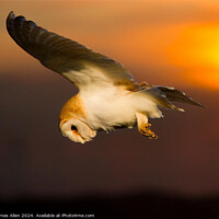 Buy canvas prints of Sunset Barn Owl  by James Allen