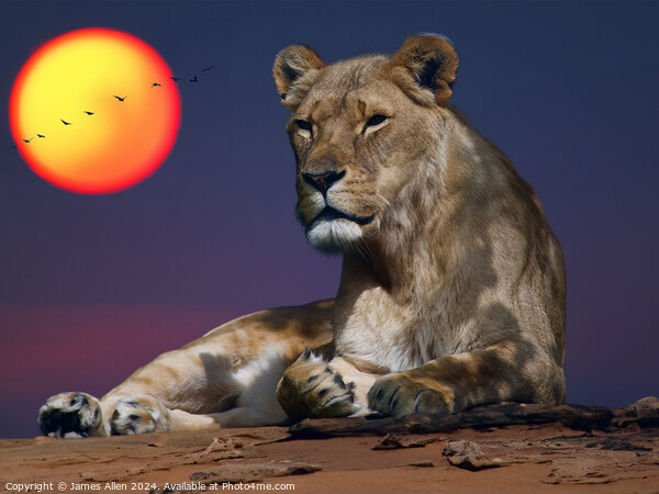 Beautiful Lion resting in the Safari Sunset Picture Board by James Allen