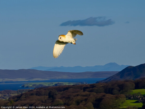 Barn Owl hunting over the Beautiful Lake District National Park Picture Board by James Allen