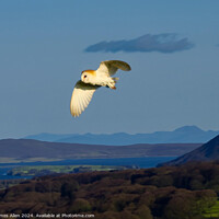 Buy canvas prints of Barn Owl hunting over the Beautiful Lake District National Park by James Allen